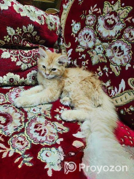 High Quality Persian Female