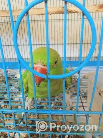 ইন্ডিয়ান রিংনেক (ফিমেইল)