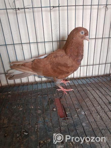 লাল মাইদম বাচ্চা