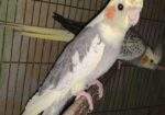 Tame Cockatiel Pair