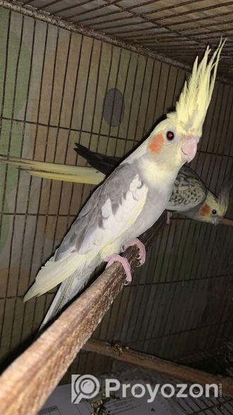 Tame Cockatiel Pair