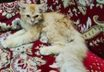High Quality Persian Female