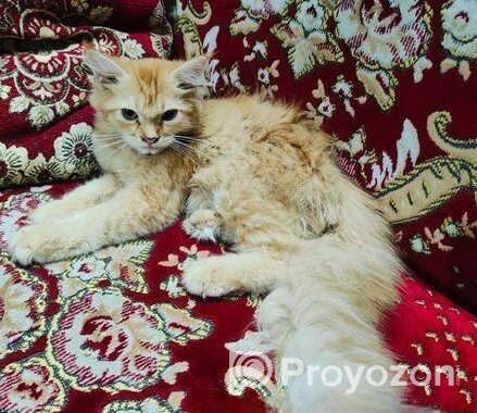 High Quality Persian Female