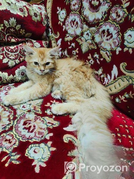 High Quality Persian Female