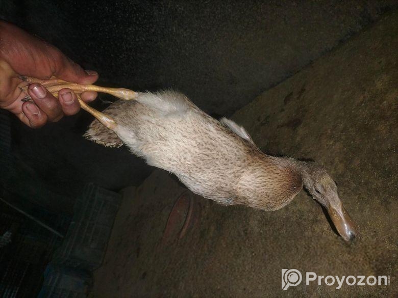 হাসের বাচ্চা