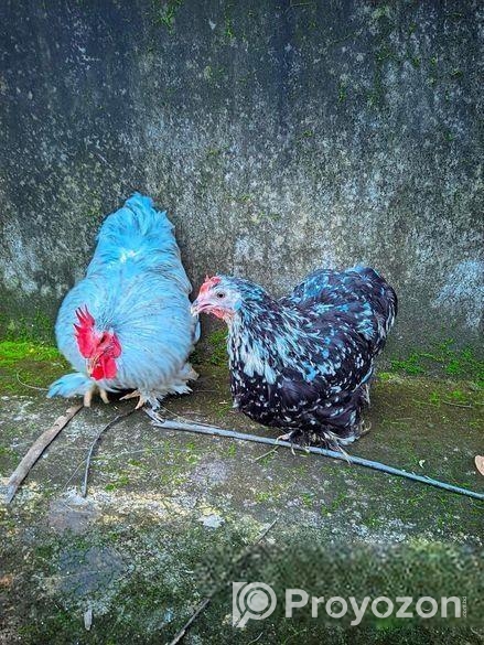 কোচিন মুরগী