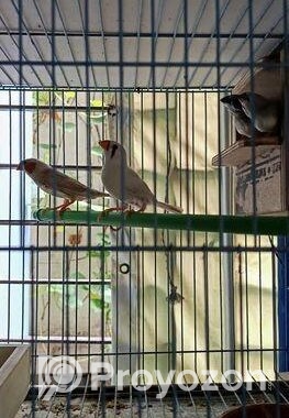 জেব্রা ফিঞ্চ