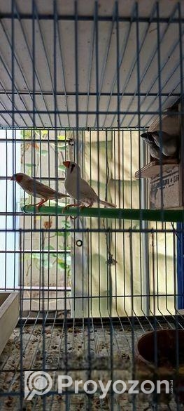 জেব্রা ফিঞ্চ