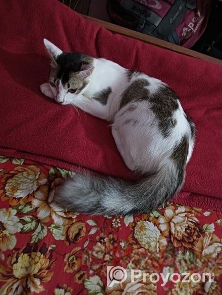 মিক্সড এডাল্ট বিড়াল