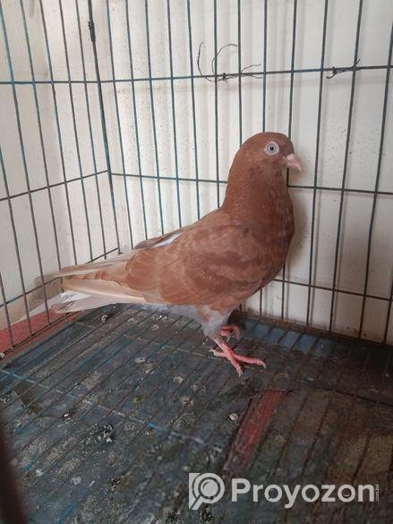 লাল মাইদম বাচ্চা