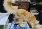 High Quality Persian Female