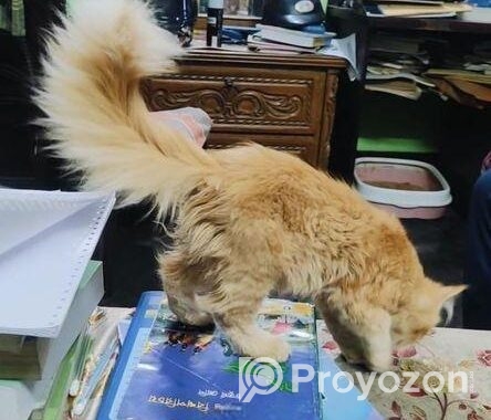 High Quality Persian Female