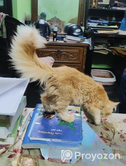 High Quality Persian Female