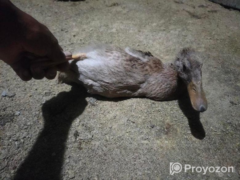 হাসের বাচ্চা