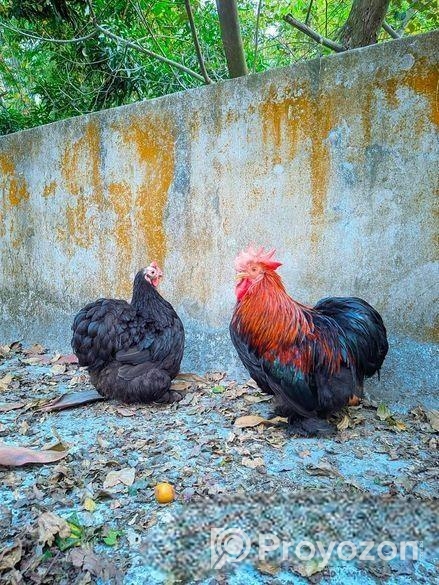 কোচিন মুরগী