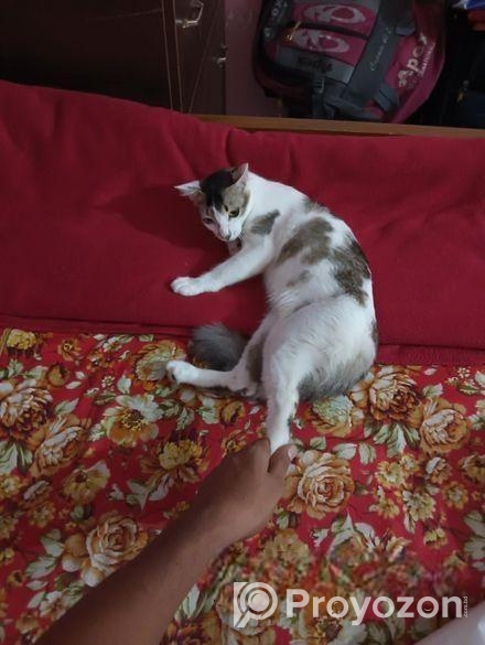 মিক্সড এডাল্ট বিড়াল