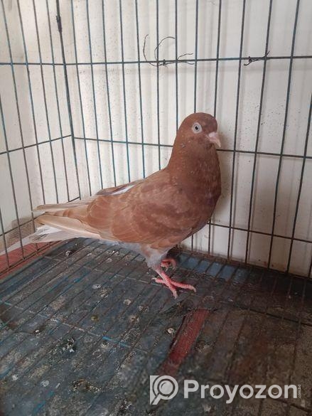 লাল মাইদম বাচ্চা