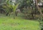 ৪০ কাঠার নিসকন্ঠ প্লট বিক্রয়