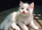 Persian high quality mixed