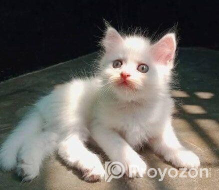 Persian high quality mixed
