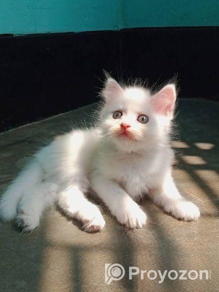 Persian high quality mixed