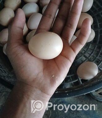 বিজ ডিম