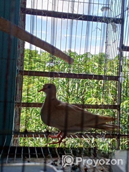 একজোড়া ডায়মন্ড ঘুঘু ডিম সহকারে