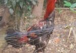 ১টা ফাইটার মুরগা বিক্রি করা হবে