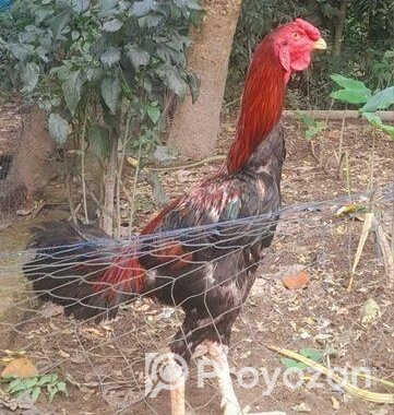 ১টা ফাইটার মুরগা বিক্রি করা হবে