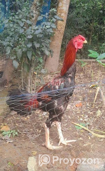 ১টা ফাইটার মুরগা বিক্রি করা হবে