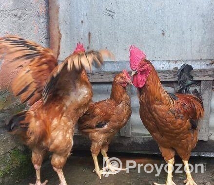 টাইগার মোরগ মুরগি