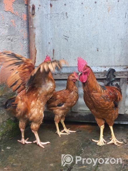 টাইগার মোরগ মুরগি