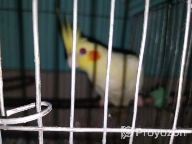 খাঁচা সহ ককাটেল পাখি দুটি আর্জেন্ট বিক্রি করা হবে।