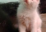 Persian high quality mixed