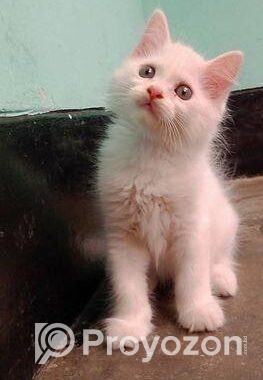 Persian high quality mixed