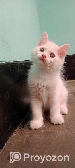 Persian high quality mixed