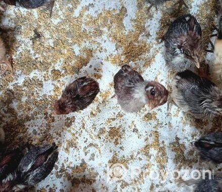 টাইগার ও ফাউমি মুরগি বাচ্চা বিক্রি করা হবে