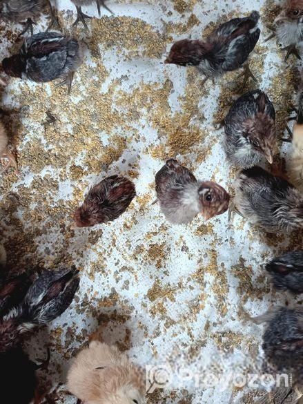 টাইগার ও ফাউমি মুরগি বাচ্চা বিক্রি করা হবে