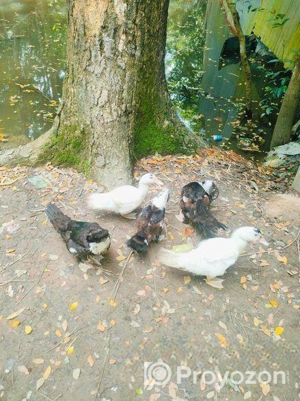 চিনা হাঁসের বাচ্চা বিক্রি করা হবে