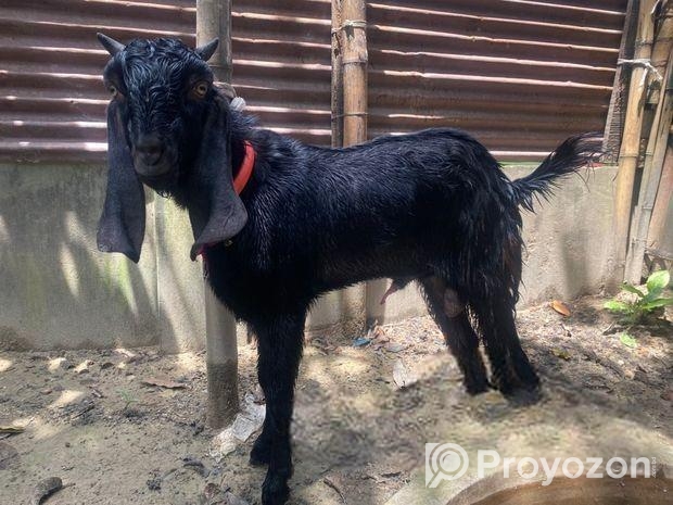 পাঠা ১টা