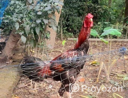 ১টা ফাইটার মুরগা বিক্রি করা হবে