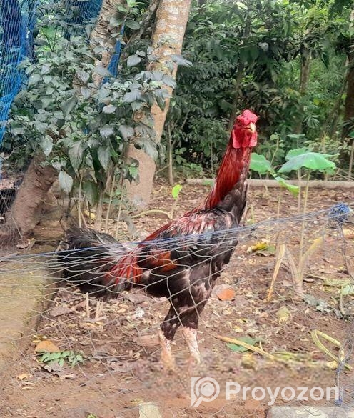 ১টা ফাইটার মুরগা বিক্রি করা হবে