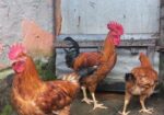 টাইগার মোরগ মুরগি