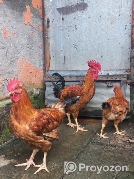 টাইগার মোরগ মুরগি