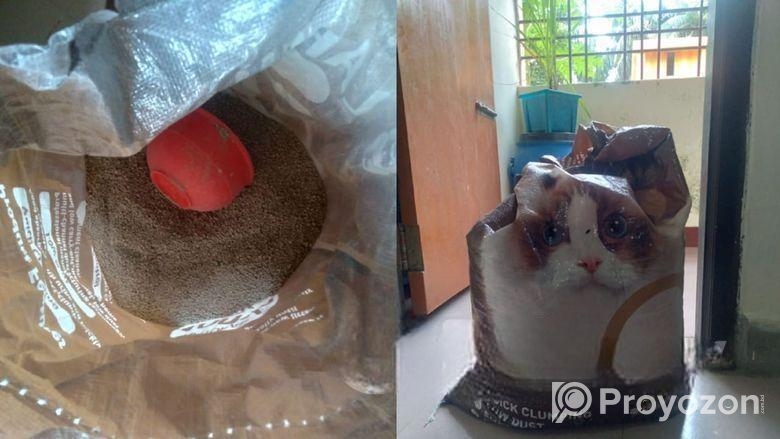 বিড়ালের পণ্য