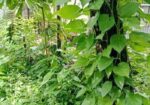Devil’s Ivy গাছের লতা