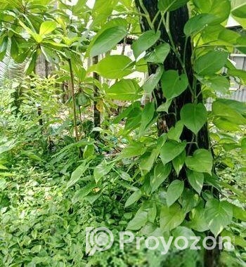 Devil’s Ivy গাছের লতা