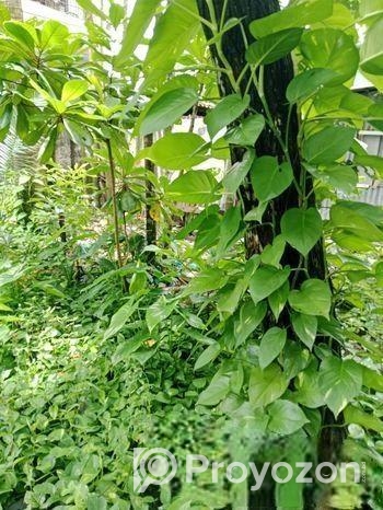 Devil’s Ivy গাছের লতা