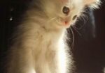 Persian high quality mixed