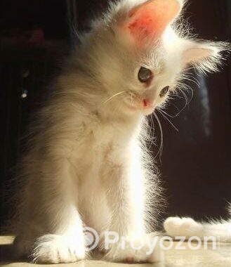 Persian high quality mixed